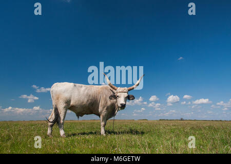 Hungarian Grey cattle (Hungarian: 'Magyar Szurke'), also known as Hungarian Steppe cattle, is an ancient breed of domestic beef cattle indigenous to Hungary. Stock Photo