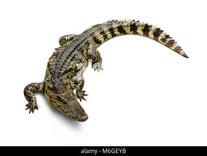 Freshwater crocodile Thai Species or Siamese crocodile ( Crocodylus siamensis ) view from above isolated on white background. Stock Photo