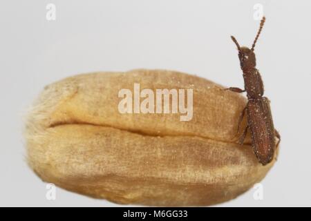 Oryzaephilus surinamensis the sawtoothed grain beetle from family Silvanidae isolated on wheat grain Stock Photo