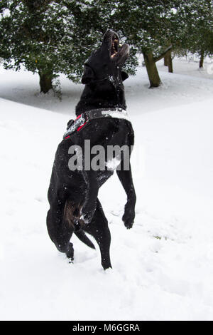 Black Labrador dog running, jumping and playing in the snow from the Beast from the East storm in the grounds of Glasgow University, Glasgow, Scotland Stock Photo