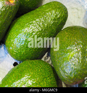 Green avocados in their packaging box. Fresh green avocado’s in their packaging tray straight from the orchard and ready to be enjoyed. Stock Photo