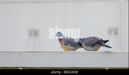 Cheshire, 4th March 2018. UK Weather. After Storm Emma and the Beast from the East is Spring finally in the air, these two pigeons think so courting on a roof edge in the town of Winsford, Cheshire as temperatures slowing warm up © DGDImages/Alamy Live News Stock Photo