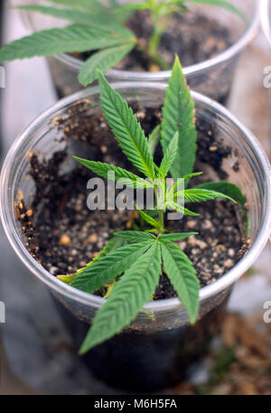 A young cannabis indica plant in the vegetation stage. This cloned seedling was taken as a cutting from a mother plant and rooted in soil in a cup. Stock Photo