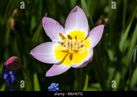 'Lilac Wonder' Botanical tulip, Kretatulpan (Tulipa saxatilis) Stock Photo