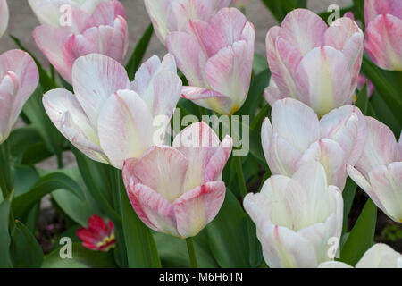 'Flaming Purissima' Fosteriana Tulip, Kejsartulpan (Tulipa fosteriana-hybrid ) Stock Photo