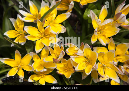 'Lilac Wonder' Botanical tulip, Kretatulpan (Tulipa saxatilis) Stock Photo