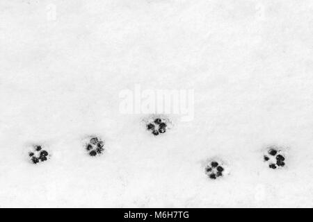 Animal tracks in snow Stock Photo