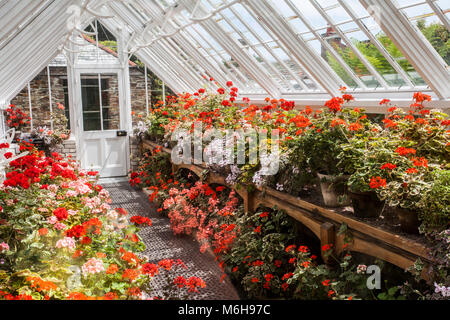 A greenhouse full of mixed pelargoniums at the Lost Gardens of Heligan, Cornwall Stock Photo