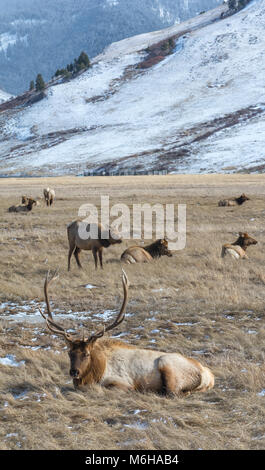 A bull elk rests on golden grass next to several groups of cow elk. Stock Photo