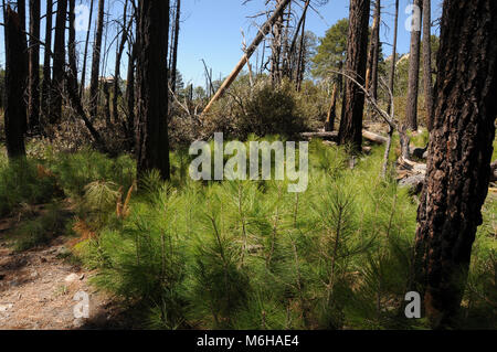 New growth of pines, ferns and other plants emerges from the forest floor following the Aspen Fire, Arizona Trail, Wilderness of Rocks Trail,  Trail,  Stock Photo