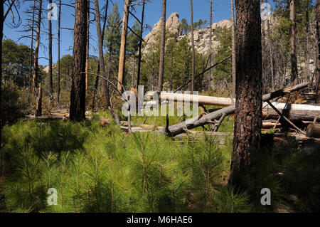 New growth of pines, ferns and other plants emerges from the forest floor following the Aspen Fire, Arizona Trail, Wilderness of Rocks Trail,  Trail,  Stock Photo