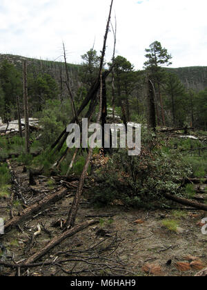 New growth of pines, ferns and other plants emerges from the forest floor following the Aspen Fire, Mint Spring Trail, Sonoran Desert, Coronado Nation Stock Photo