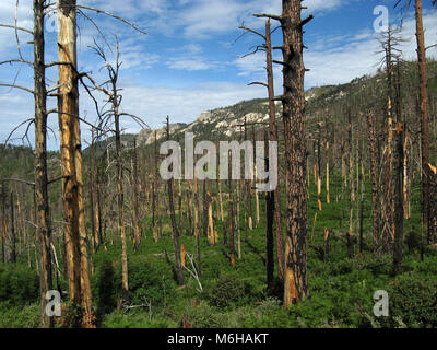 New growth of pines, ferns and other plants emerges from the forest floor following the Aspen Fire, Mint Spring Trail, Sonoran Desert, Coronado Nation Stock Photo