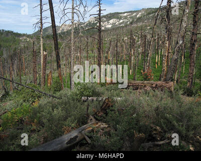 New growth of pines, ferns and other plants emerges from the forest floor following the Aspen Fire, Mint Spring Trail, Sonoran Desert, Coronado Nation Stock Photo