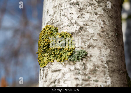lichens on a birch bark Stock Photo