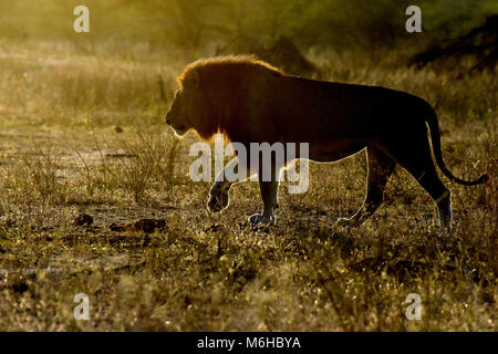 Kruger park, South Africa. Panthera leo walking at sunrise.
