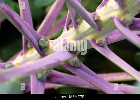 Purple Brussels sprouts plants (Brassica oleracea). Brussels sprouts on stalks. Brussels sprouts grows on the field. Young buds close-up. Stock Photo