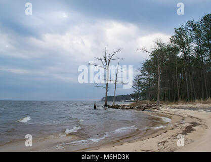 Neusiok River Trail along the banks of the Neuse River in New Bern, North Carolina USA - hauntingly beautiful cedar tree trunks rise from the water Stock Photo