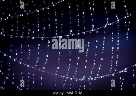 String of pearls, raindrops on spiders' web Stock Photo