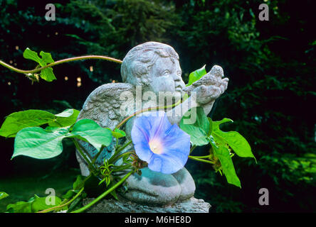 Angel cherub garden figurine with Heavenly blue Morning Glory vine twining, New Jersey, USa, NJ fairy garden Stock Photo