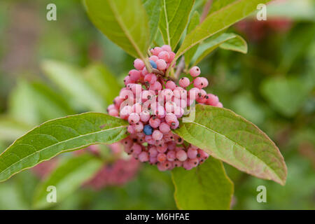 Possumhaw berries (Viburnum nudum) - USA Stock Photo