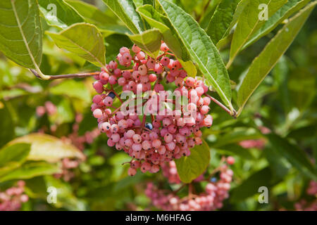 Possumhaw berries (Viburnum nudum) - USA Stock Photo