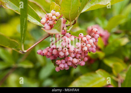 Possumhaw berries (Viburnum nudum) - USA Stock Photo