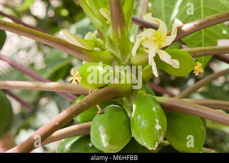 Female flower of the Carica papaya - USA Stock Photo