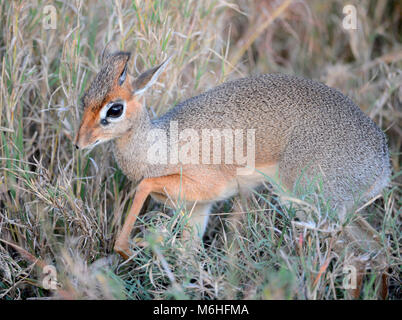 Serengeti National Park in Tanzania, is one of the most spectacular wildlife destinations on earth. Kirk's Dik-Dik (Madoqua kirkii) Stock Photo