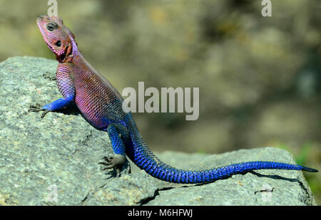 Serengeti National Park in Tanzania, is one of the most spectacular wildlife destinations on earth. Agama lizard on rock Stock Photo