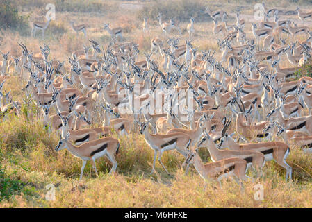 Serengeti National Park in Tanzania, is one of the most spectacular wildlife destinations on earth. Thomsons gazelle migration Stock Photo