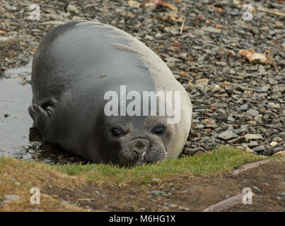 Young molting elephant seal or weiner facing the camera. It is laying in a puddle of water. Stock Photo