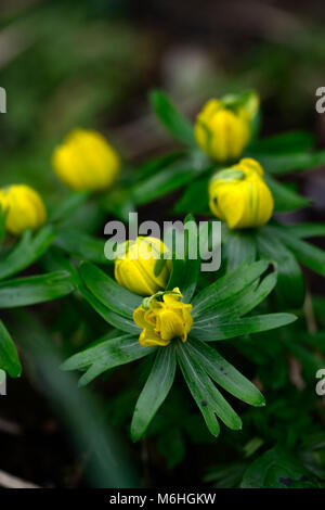 eranthis hyemalis noel ayres,yellow,double,winter aconite,spring,flower,flowers,wood,woodland,shade,shady,shaded,RM Floral Stock Photo