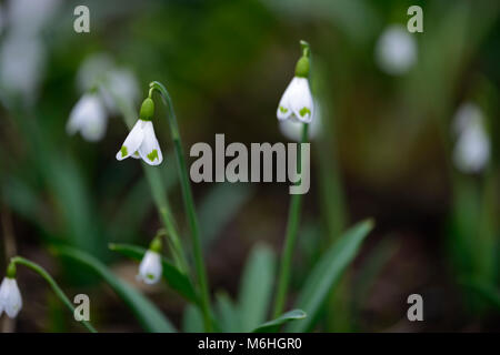 galanthus trymlet, snowdrop, snowdrops, spring, flower, flowers, flowering, white,green marking,markings,marked,mark,notch,RM Floral Stock Photo