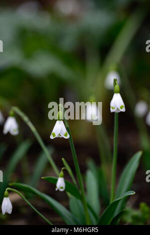 galanthus trymlet, snowdrop, snowdrops, spring, flower, flowers, flowering, white,green marking,markings,marked,mark,notch,RM Floral Stock Photo
