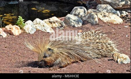 Porcupine sleeping on the floor Stock Photo