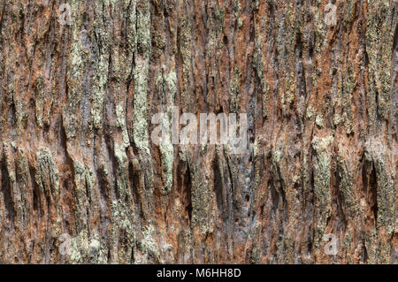 Bark seamless pattern, rough brown bark background Stock Photo