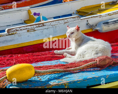 Feral cat on Procida Island, Italy Stock Photo