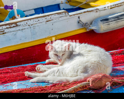 Feral cat on Procida Island, Italy Stock Photo