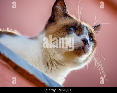 Feral cat on Procida Island, Italy Stock Photo