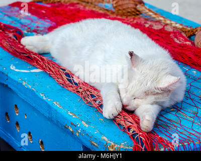 Feral cat on Procida Island, Italy Stock Photo