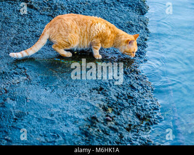 Feral cat on Procida Island, Italy Stock Photo