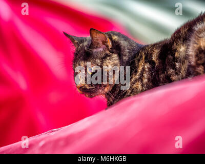 Feral cat on Procida Island, Italy Stock Photo