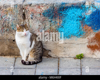 Feral cat on Procida Island, Italy Stock Photo