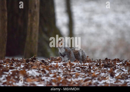 Grey Squirrel in the snow Stock Photo
