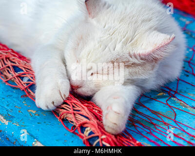 Feral cat on Procida Island, Italy Stock Photo