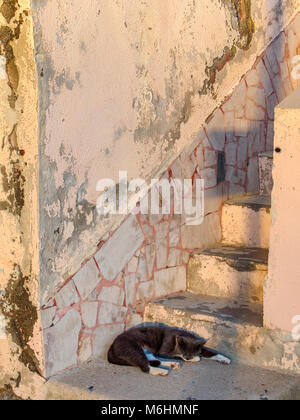 Feral cat on Procida Island, Italy Stock Photo