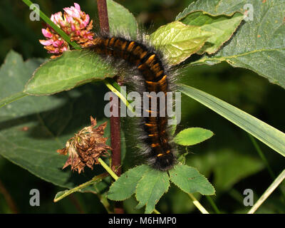 Large brown hairy caterpillar on the plant. Macrothylacia rubi, the fox moth, is a lepidopteran belonging to the family Lasiocampidae. Stock Photo