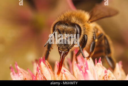 Western Honey Bee, close up macro photography Stock Photo