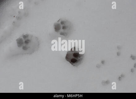 Cat pawprints / footprints in the snow Stock Photo